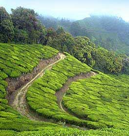 Munnar